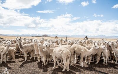 14.12 h18:00 – h22:30 The custodians of the Andean gold – Le custodi dell’oro delle Ande